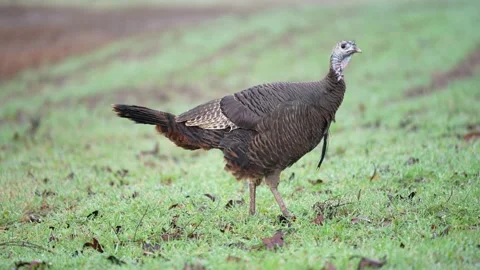 Wild Turkey Bearded Hen Stock-Footage 167483686