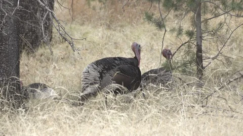 WILD TURKEY BEDDING DOWN Stock-Footage 119462190