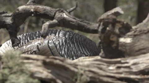 WILD TURKEY BEHIND LOG 240FPS Stock-Footage 119128855