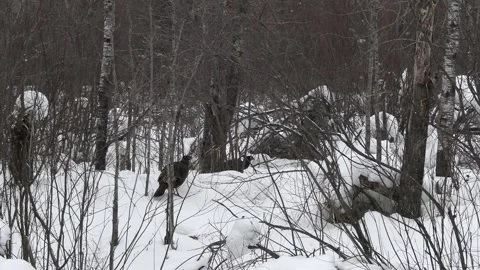 Wild Turkey Bird in Deep Snow in Winter in Northern Minnesota Forest Stock Footage 245562667