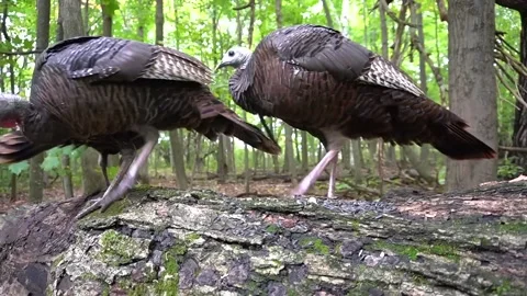 Wild Turkey Bird Video stock 229541043
