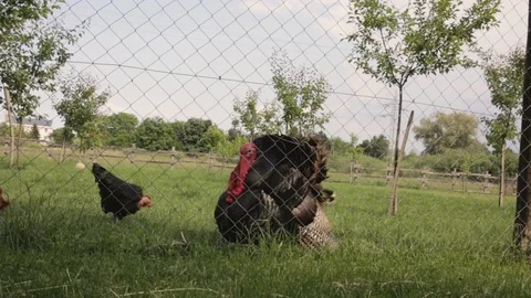 Wild Turkey Bird in the Yard behind the Wire Stock Footage 100191015