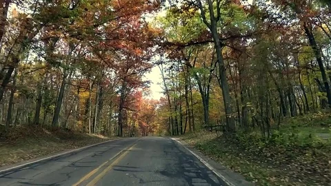 Wild turkey blocking traffic. 動画素材 80817561
