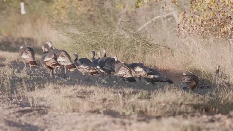 Wild Turkey at Bosque Del Apache in NM Stock Footage 97658394