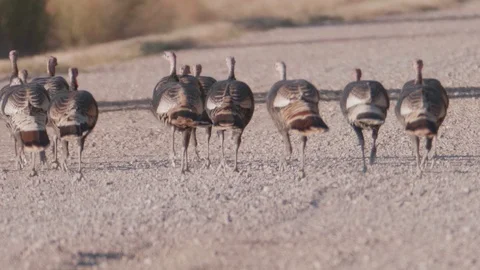 Wild Turkey at Bosque Del Apache Running in Slow Motion Video stock 97658617