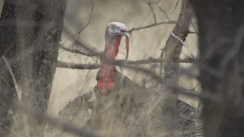 WILD TURKEY CALLING WALKING IN TALL GRASS CLIP1 Stock-Footage 119402695