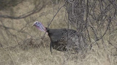 WILD TURKEY CALLING &amp; WALKING IN TALL GRASS CLIP2 Stock-Footage 119402873