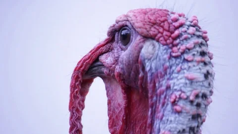 Wild Turkey Closeup Vidéo 73607038
