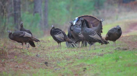 Wild Turkey Courtship Vídeo Stock 1231547