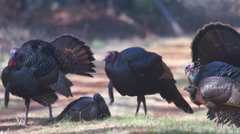 Wild Turkey Courtship Stock Footage 1339912