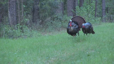Wild Turkey Courtship Vídeos de archivo 3037003
