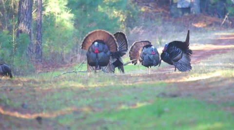 Wild Turkey Courtship Vídeo Stock 3678391