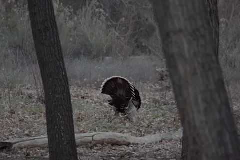 Wild Turkey Displaying Tail Fan at Pre-Dawn Light, Low Light Wildlife Behavior,  Stockbeeldmateriaal 333264539