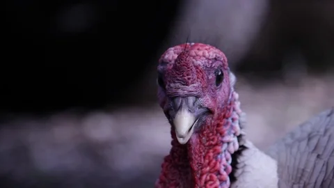 Wild Turkey Drinks Water Vidéo 73606673