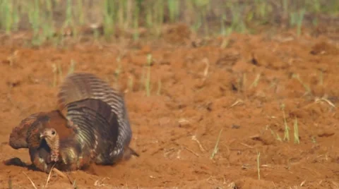 Wild Turkey Dusting Stock Footage 10877185