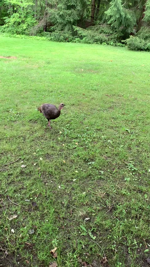 Wild Turkey Eating Bread on Grass Stock Footage 162830032