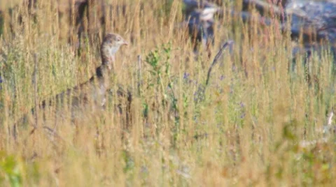 Wild Turkey Eating Vidéo 4931904