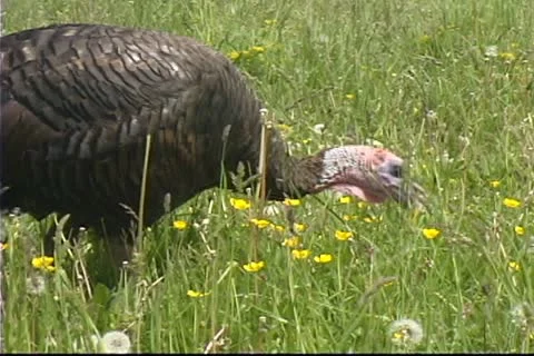 Wild Turkey eating Stock Footage 12295466
