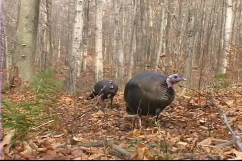 Wild Turkey eating Stock Footage 12295909