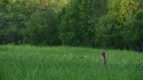 Wild Turkey Emerging From Tall Grass in Slow Motion Stock Footage 341761333