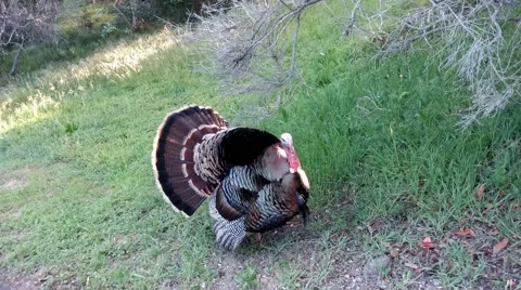 Wild Turkey fanning tail Stock-Footage 48667682