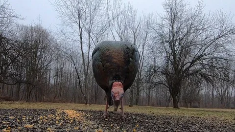 Wild Turkey feeding closeup Vídeo Stock 126076791