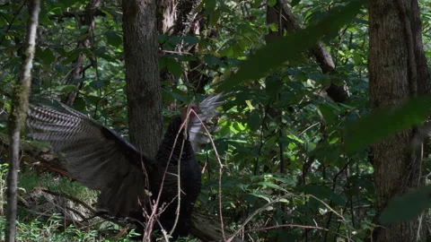 Wild turkey flapping its wings on the forest floor, static action shot Stock Footage 346731928