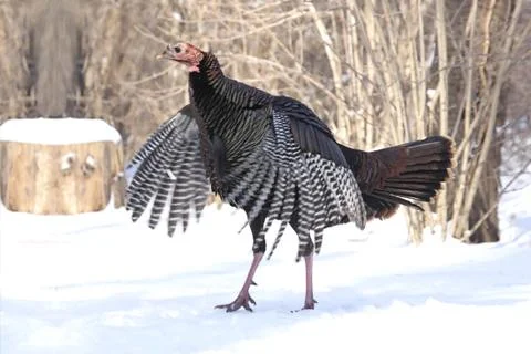Wild turkey flapping wings Stock Photos