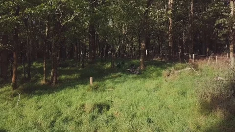 Wild Turkey Flock In Countryside Vídeo Stock 88339322