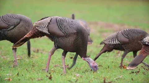 Wild Turkey Flock 動画素材 166902488
