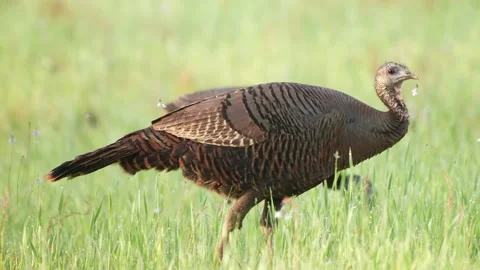 Wild Turkey Flock Vidéo 237541370