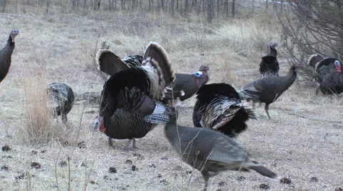 Wild Turkey Flock Gobblers Display for hens - Good Calling Stock Footage 49099987