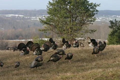 Wild Turkey flock Stock Photos