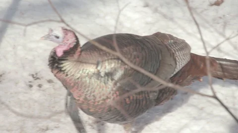 Wild Turkey Flock in Winter Stock Footage 86669842