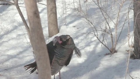 Wild Turkey Flock in Winter Stock Footage 86669852