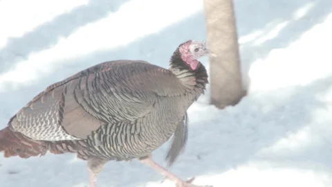 Wild Turkey Flock in Winter Stock Footage 86669912