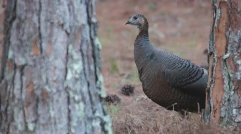 Wild Turkey Florida Stock Footage 22104569