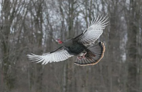 Wild Turkey flying Stock Photos