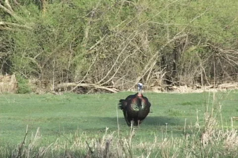 Wild Turkey  Stock Footage 543954