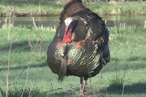 Wild Turkey  Stock Footage 543956