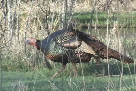 Wild Turkey  Stock Footage 543960