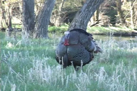 Wild Turkey  Stock Footage 543964