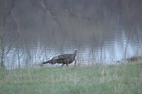 Wild Turkey  Stock Footage 543967