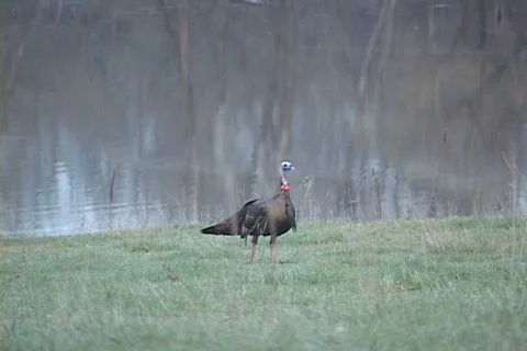 Wild Turkey  Stock Footage 543968