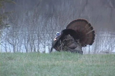 Wild Turkey  Stock Footage 543970