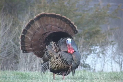 Wild Turkey  Stock Footage 543972