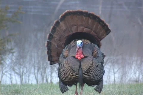 Wild Turkey  Stock Footage 543975