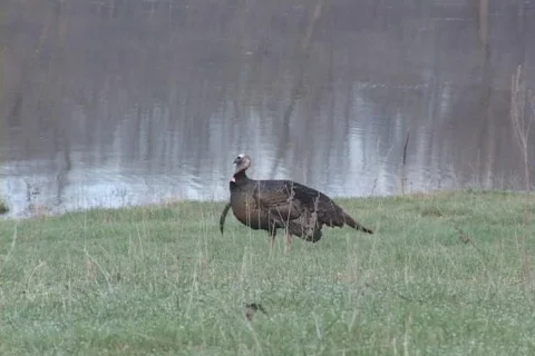 Wild Turkey  Stock Footage 543976