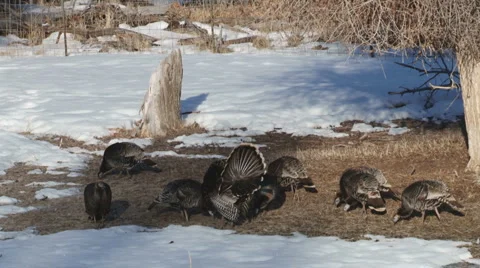Wild turkey Stock Footage 2725678