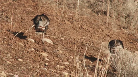 Wild turkey Stock Footage 2769950